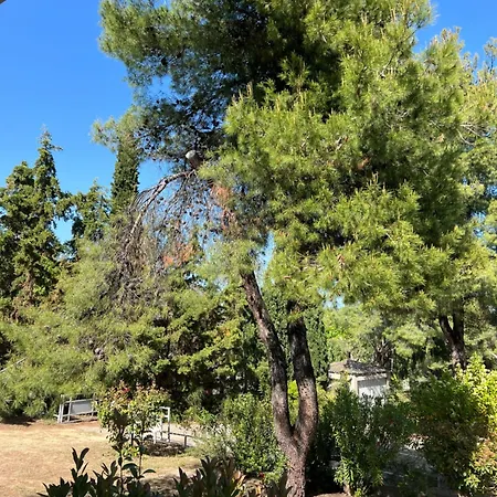 Pejic Παλιούρι